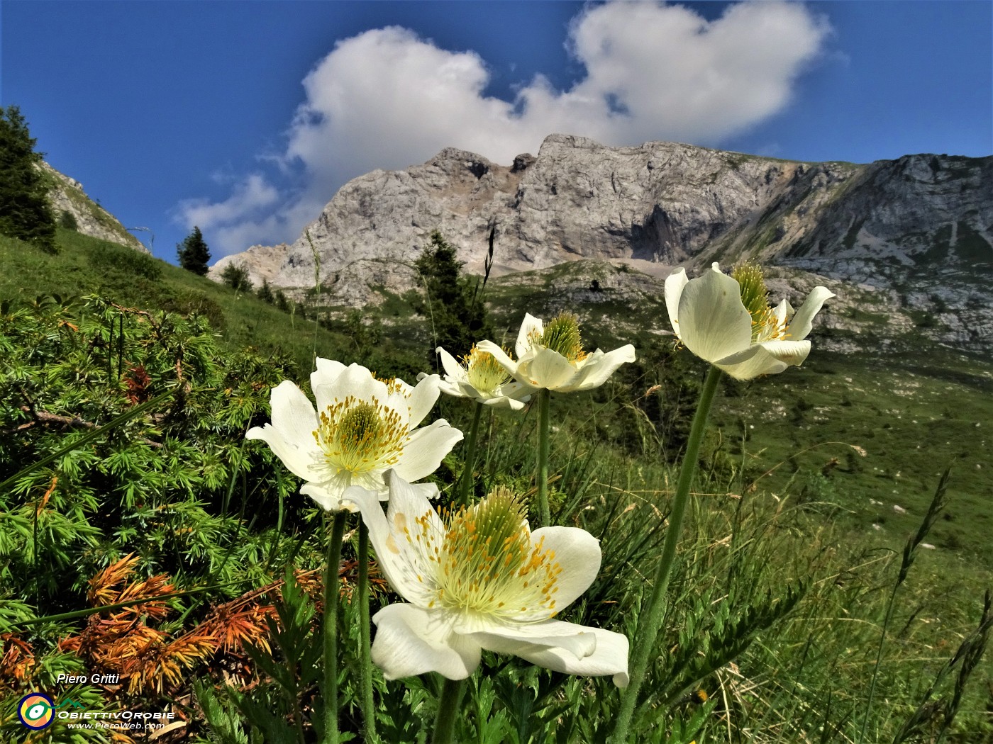 65 Sul sent. 222 di Val Vedra Pulsatilla alpina con vista in Arera.JPG